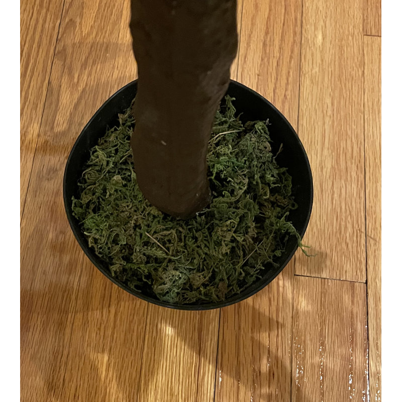 Primrue 48'' Faux Moss Tree in Pot Wayfair